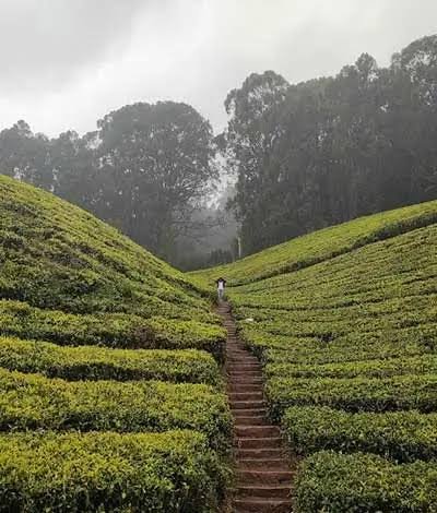 Tea Garden